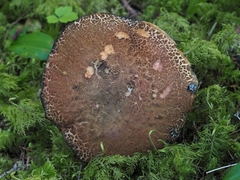 Xerocomellus rainisiae