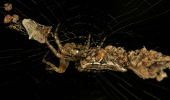 Cyclosa confusa