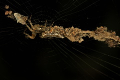 Cyclosa confusa