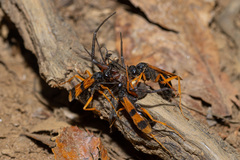 Sphictostethus striatulus