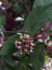 Cynanchum eurychitoides