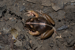 Eupsophus vertebralis