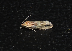 Eucosma cana