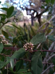 Cynanchum eurychitoides