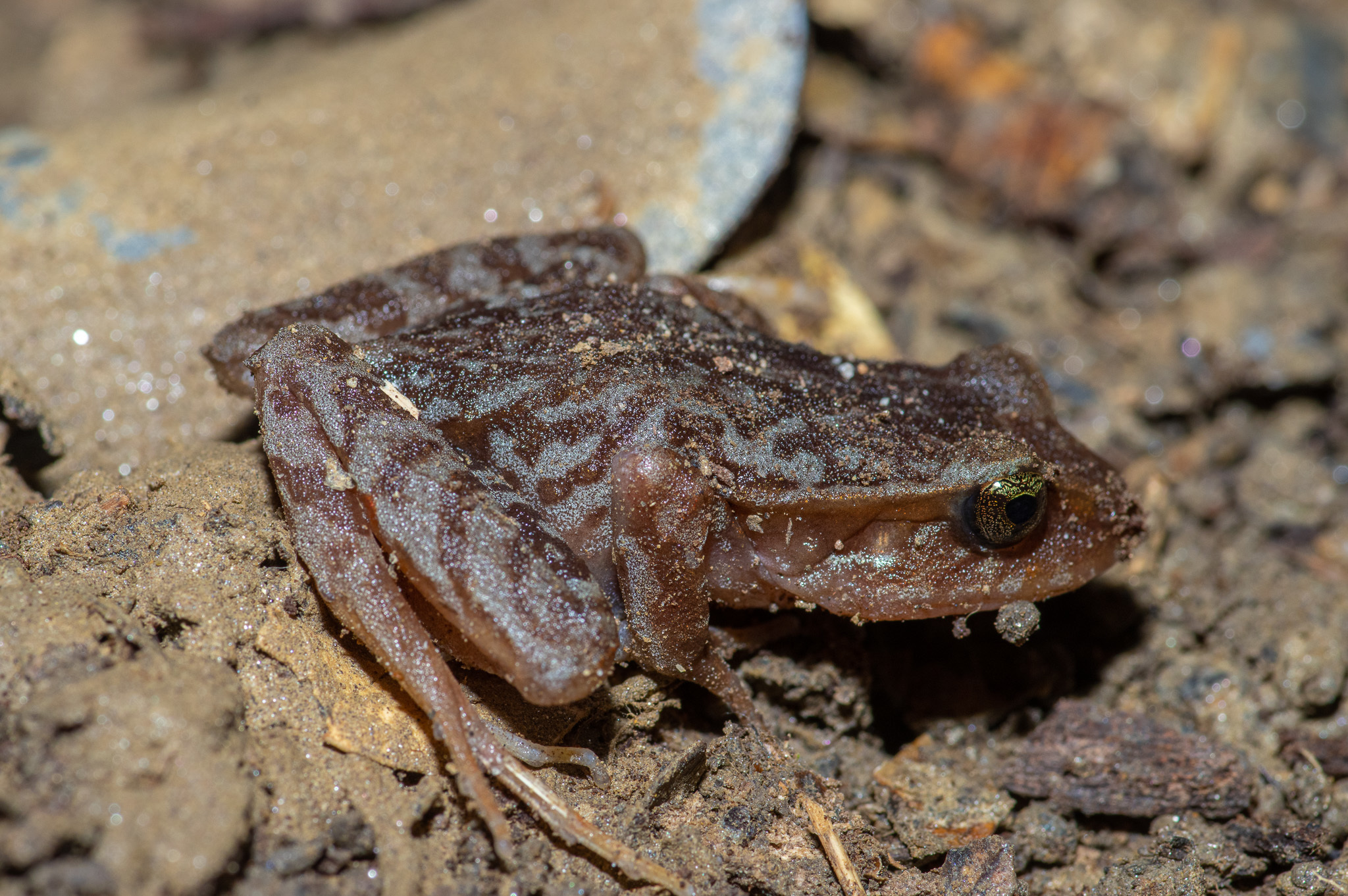 Eupsophus altor Nuñez, Rabanal & Formas, 2012