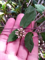 Cynanchum eurychitoides