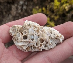 Thylacodes adamsii