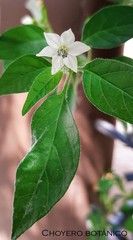 Capsicum annuum glabriusculum