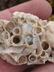 Thylacodes adamsii