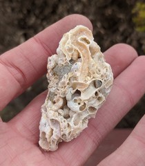 Thylacodes adamsii