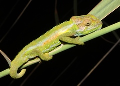 Cape Dwarf Chameleon photo 3