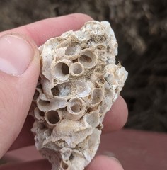 Thylacodes adamsii