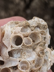 Thylacodes adamsii