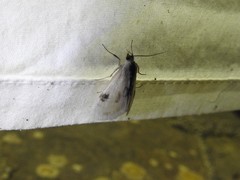 Cliniodes ostreonalis