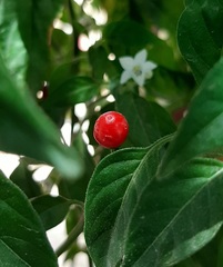 Capsicum annuum glabriusculum