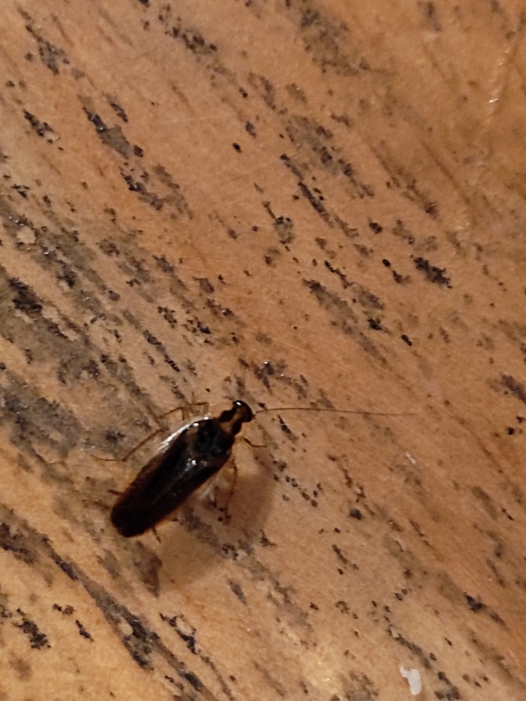 Anaplecta mexicana