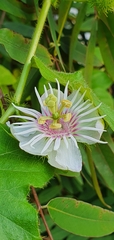 Passiflora