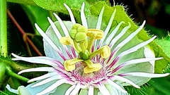 Passiflora