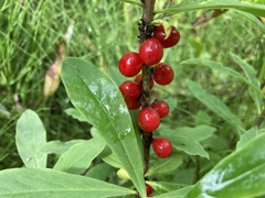 Daphne mezereum