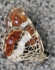 Araschnia burejana