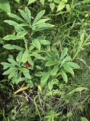 Daphne mezereum