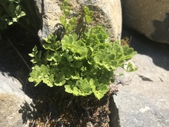 Cryptogramma cascadensis image