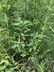 Daphne mezereum