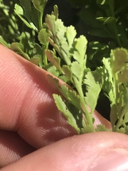 Cryptogramma cascadensis image