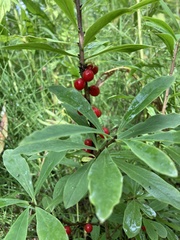 Daphne mezereum