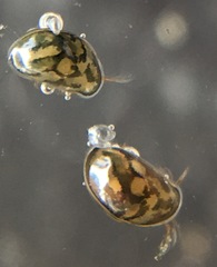 Chlamydotheca arcuata