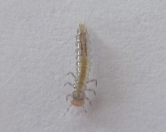 Cryptamorpha desjardinsi