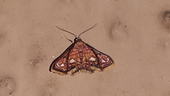 Enispa rosellus