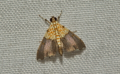 Agrotera basinotata