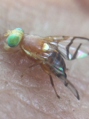 Trypetinae