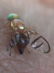 Trypetinae