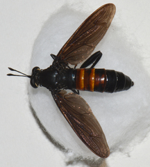 Mydas chrysostomus