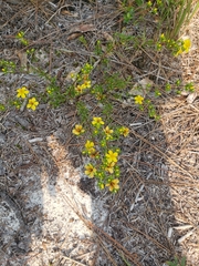 Hypericum tenuifolium