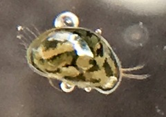Chlamydotheca arcuata