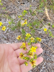 Hypericum tenuifolium