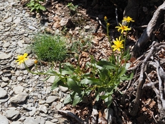 Senecio pyrenaicus