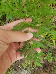 Pteridium caudatum