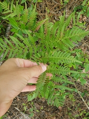 Pteridium caudatum