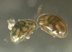 Chlamydotheca arcuata