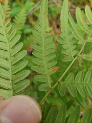 Pteridium caudatum