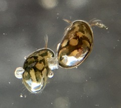 Chlamydotheca arcuata