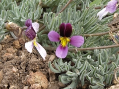 Viola beckwithii