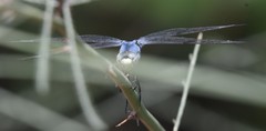 Libellula comanche
