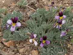 Viola beckwithii