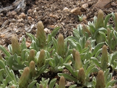 Antennaria dimorpha
