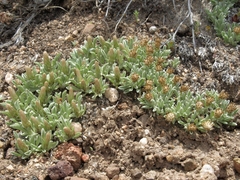 Antennaria dimorpha